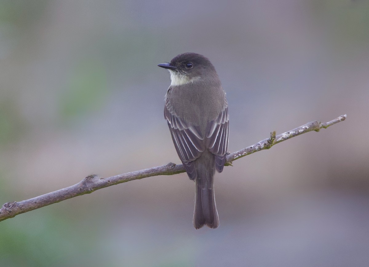 Феб буроспинний - ML646764453