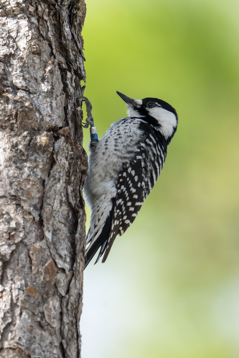 Red-cockaded Woodpecker - ML646764461