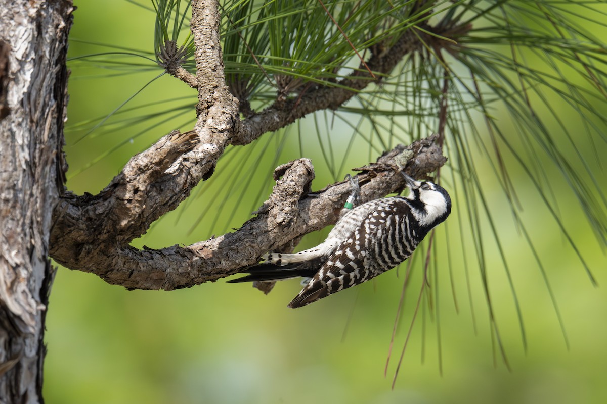 Red-cockaded Woodpecker - ML646764462
