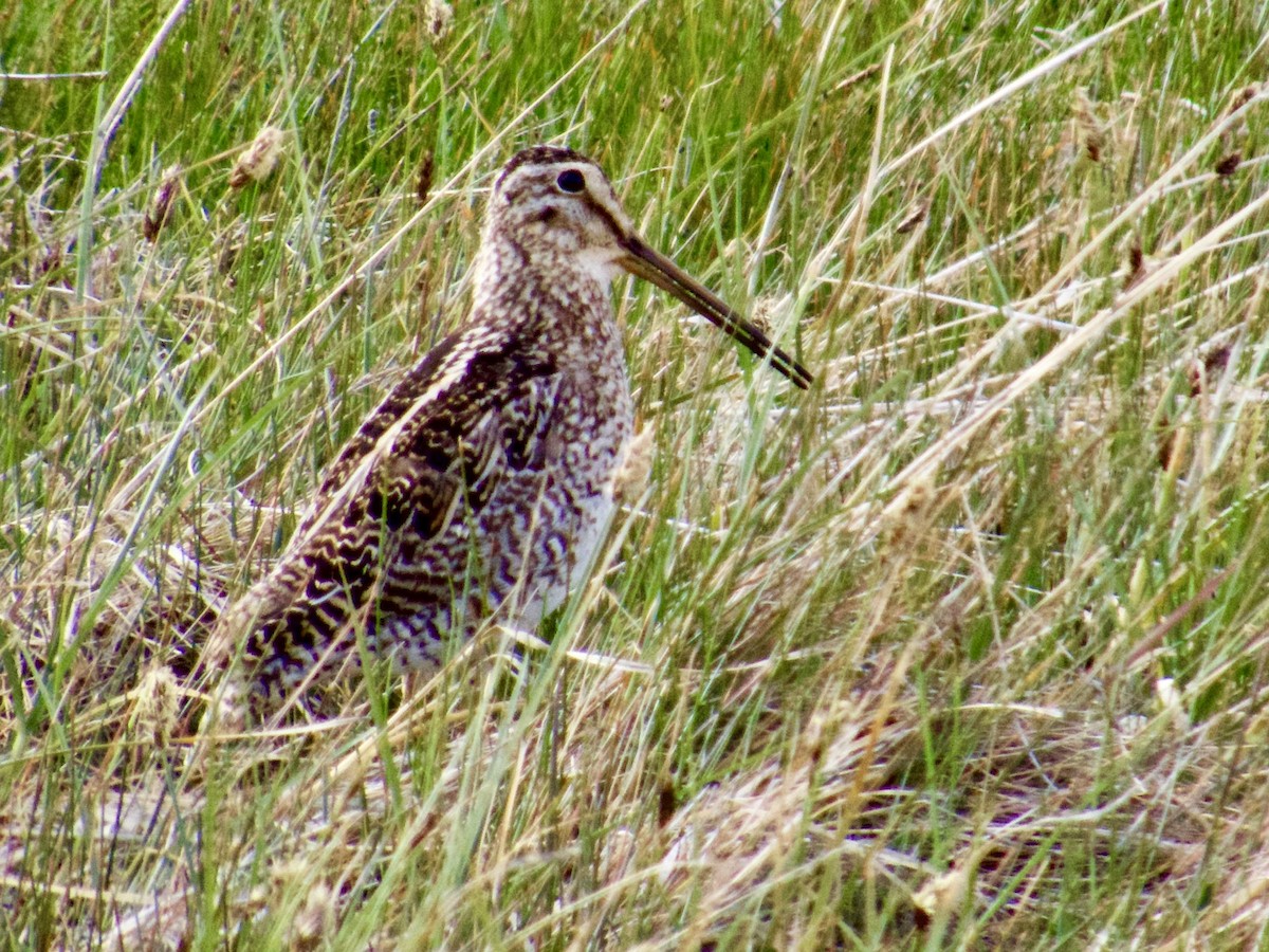 Magellanic Snipe - ML646764475
