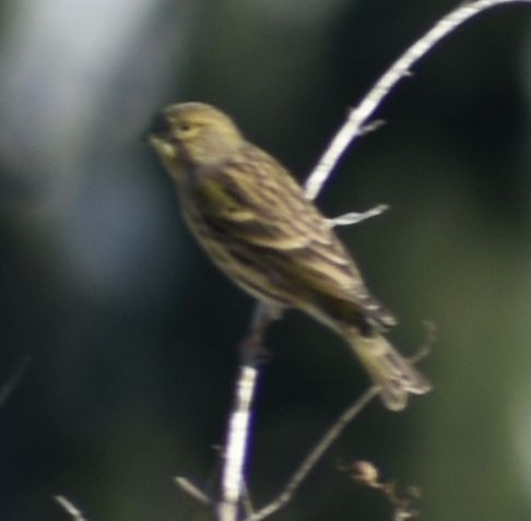 Txirriskila arrunta - ML646764476