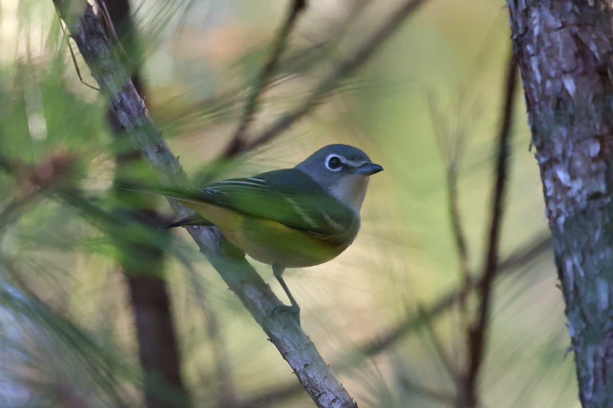 Blue-headed Vireo - ML646764477