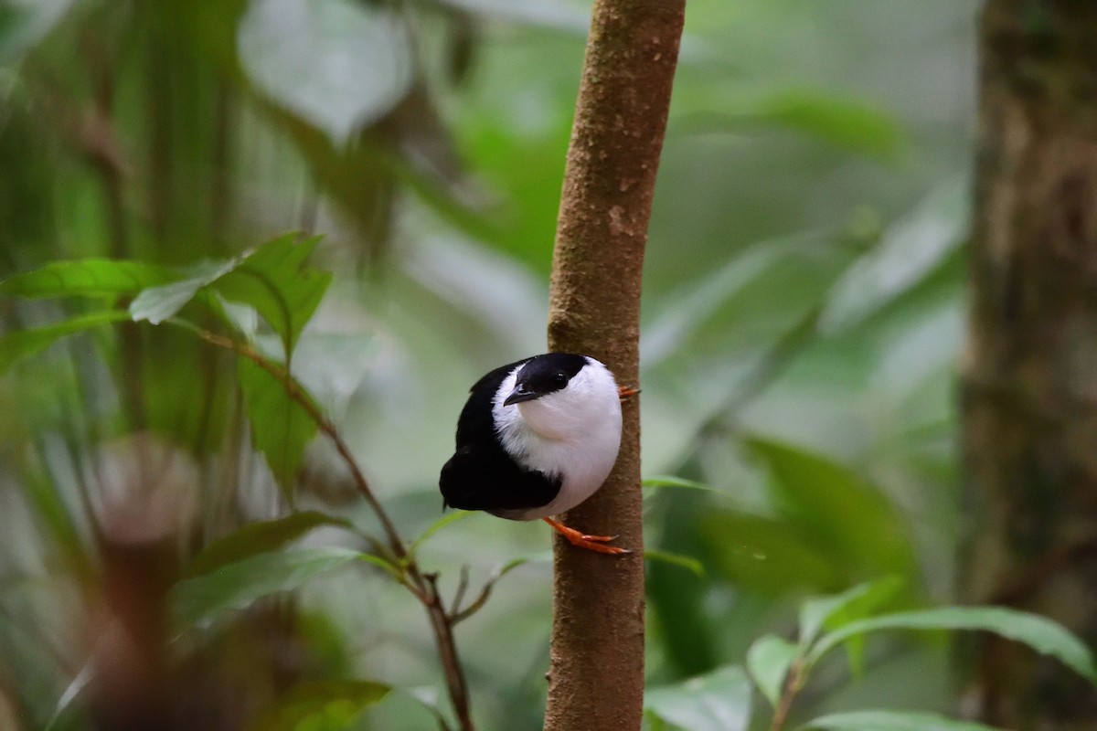 White-bearded Manakin - ML646764478