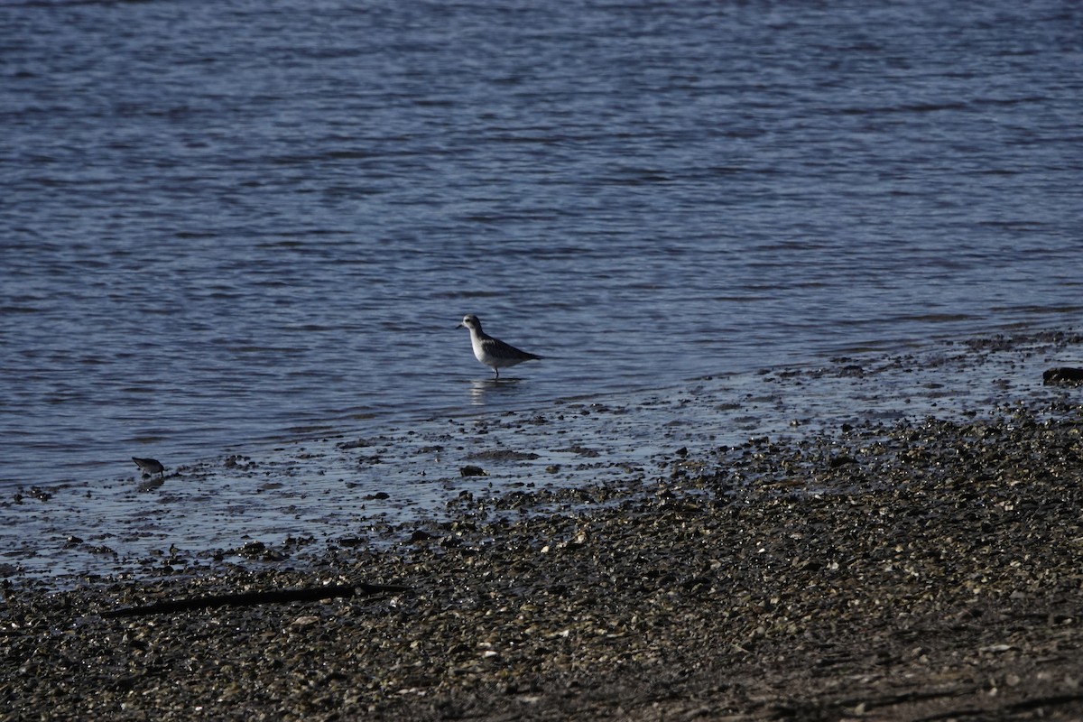 חופזי מנומר - ML646764479