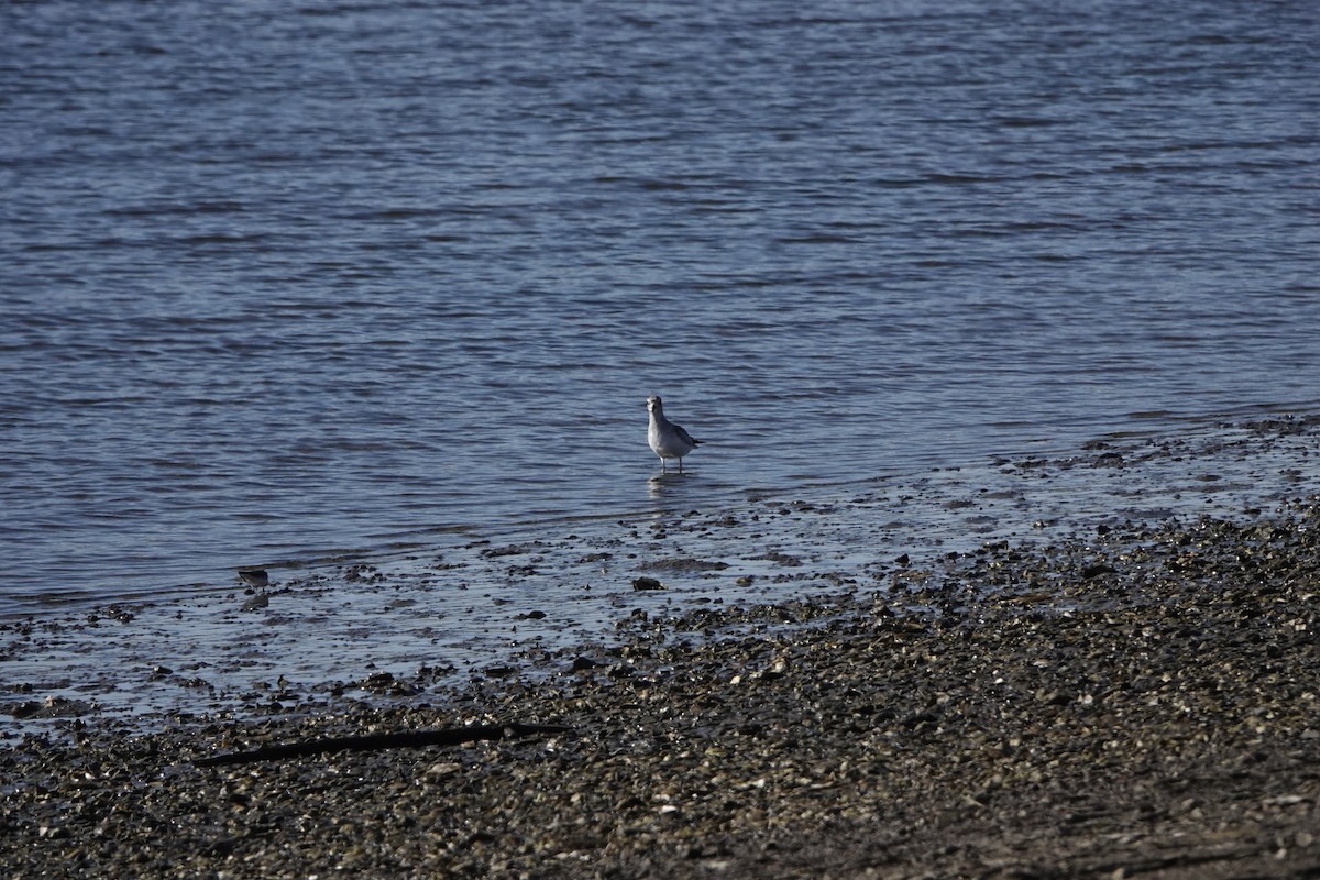 חופזי מנומר - ML646764480