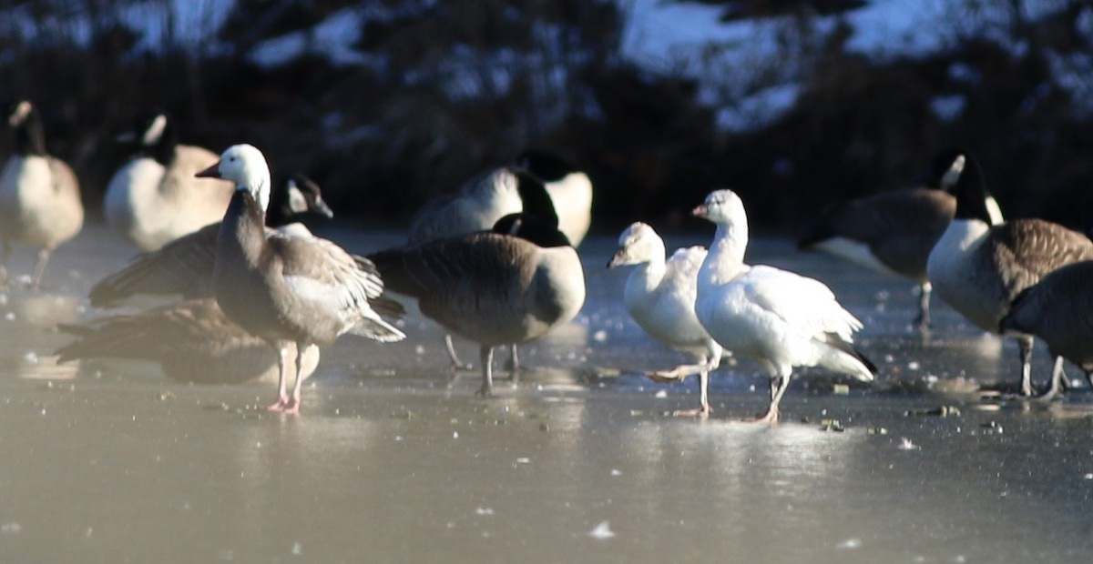 Цасны галуу - ML646764481