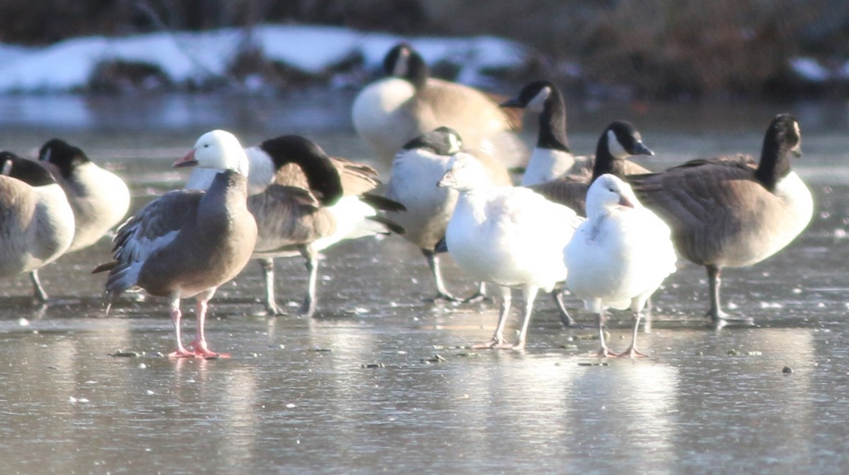 Цасны галуу - ML646764482