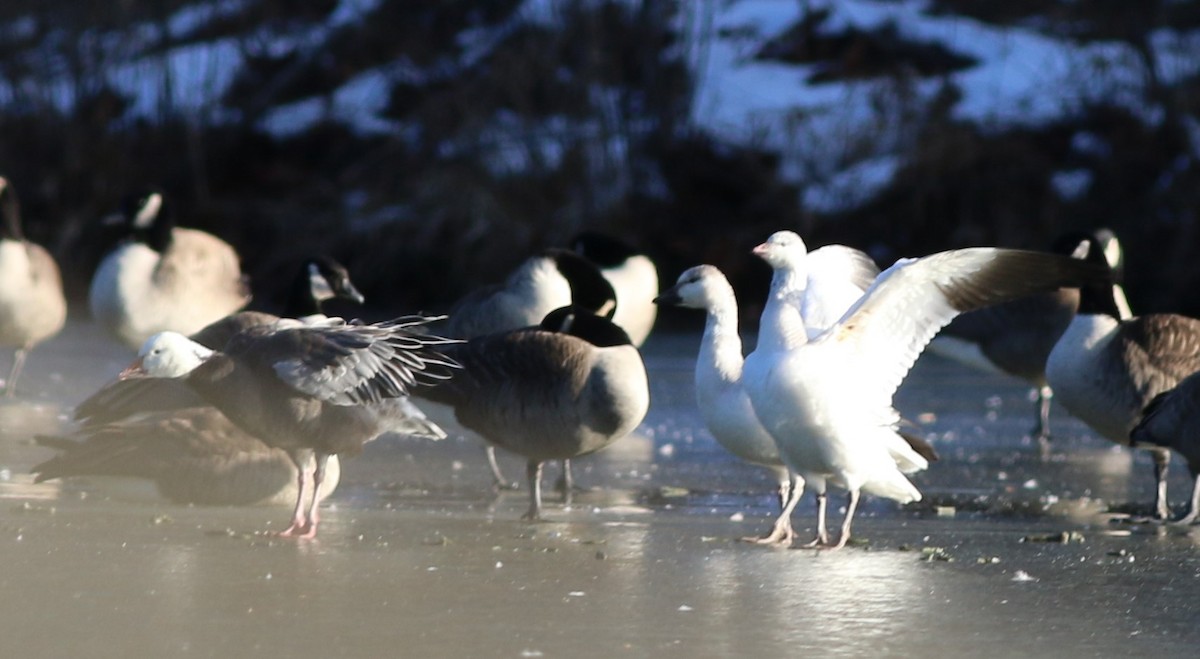 Цасны галуу - ML646764483