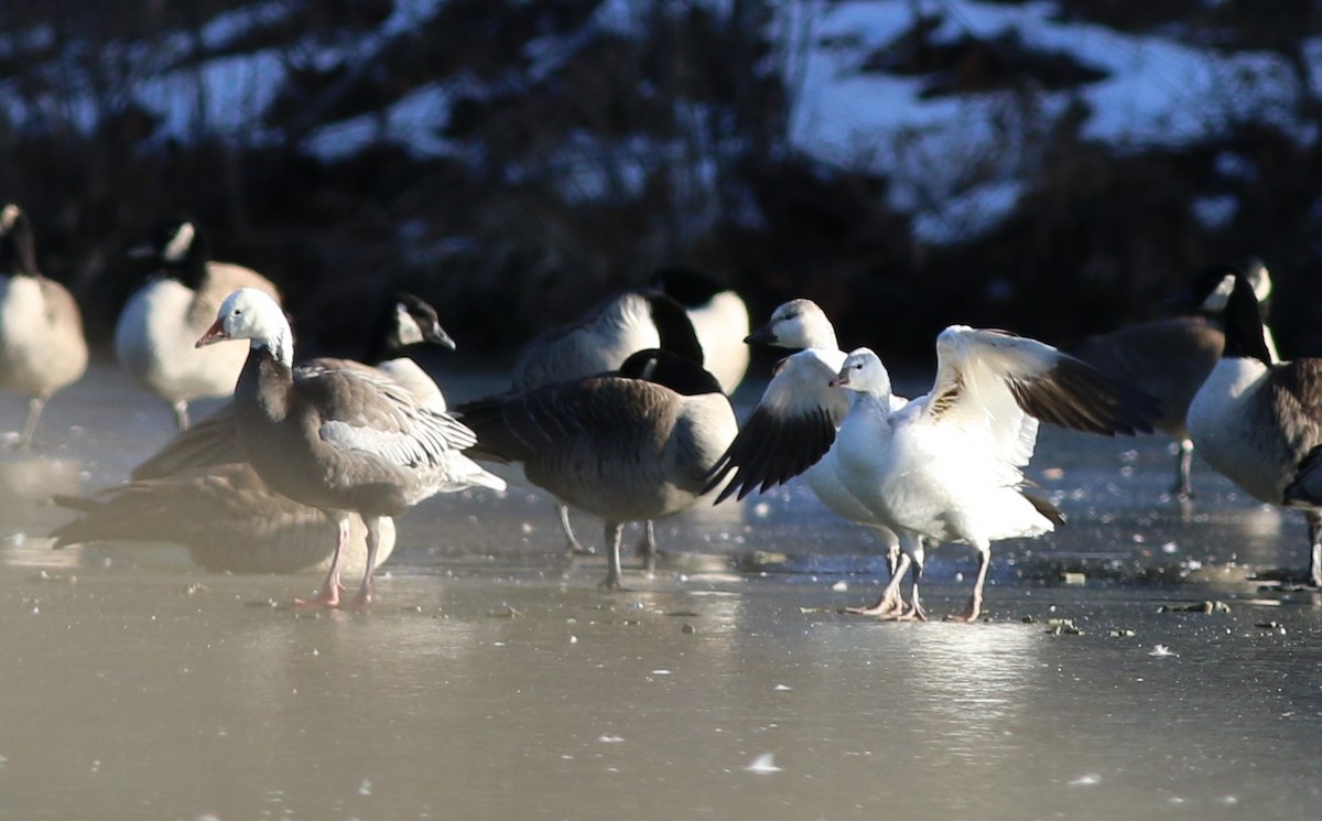 Цасны галуу - ML646764484