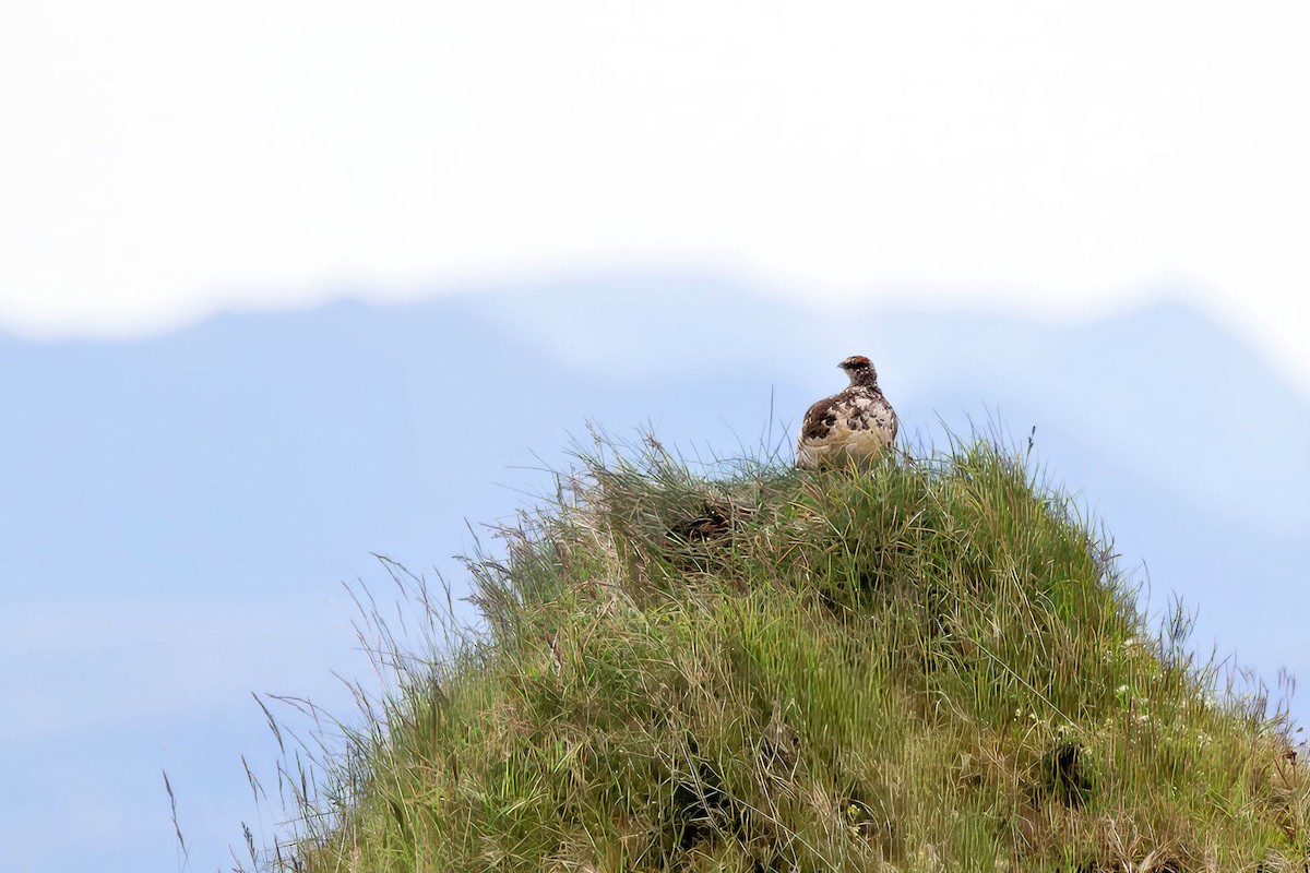 Rock Ptarmigan - ML646764485