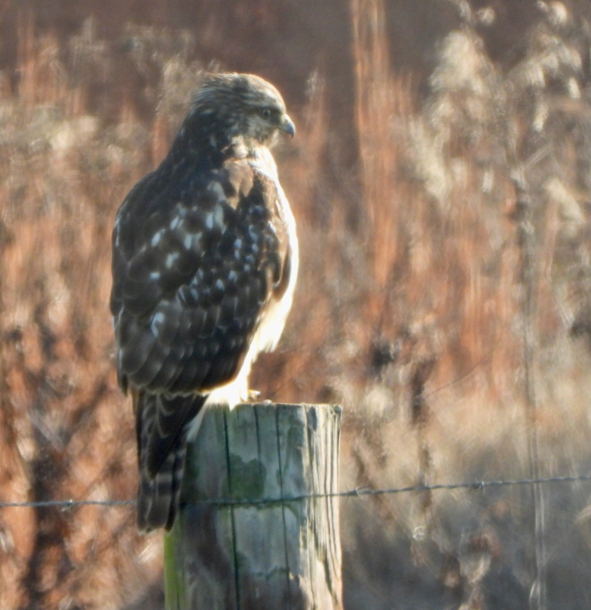 Red-shouldered Hawk - ML646764486