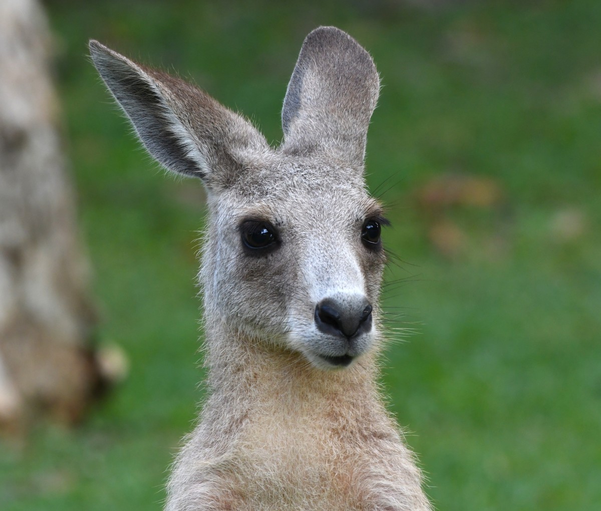 Eastern Grey Kangaroo - ML646764487
