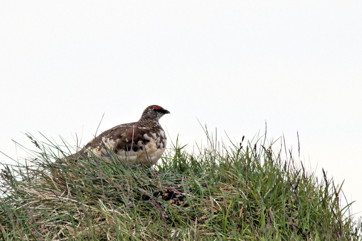 Rock Ptarmigan - ML646764488