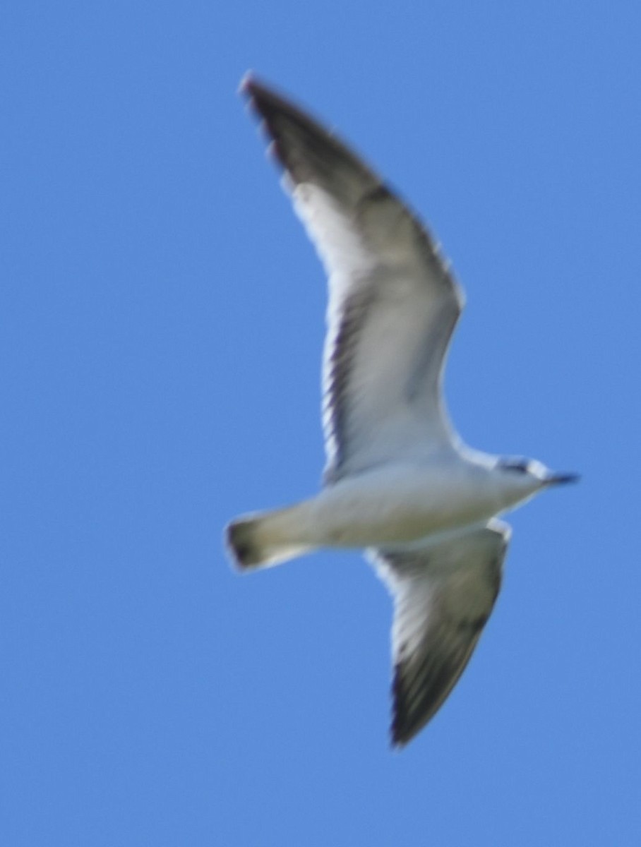 Mediterranean Gull - ML646764494
