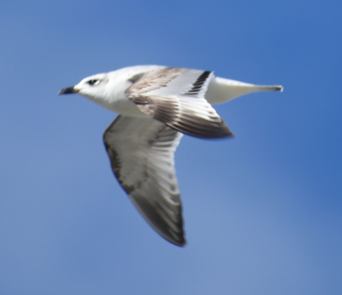Mediterranean Gull - ML646764495