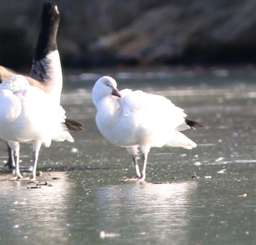 ヒメハクガン - ML646764497