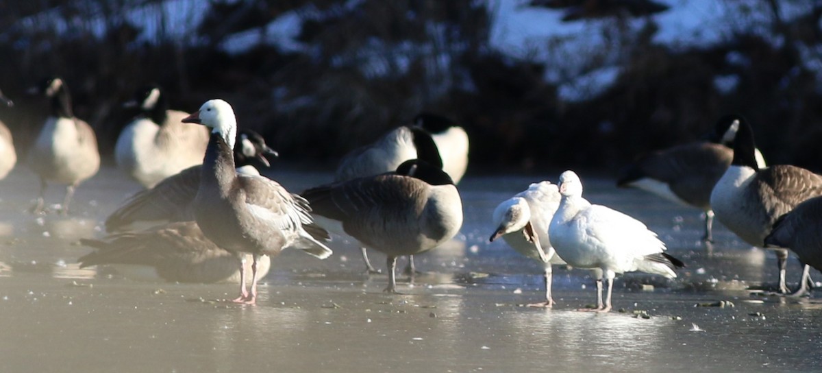 ヒメハクガン - ML646764498