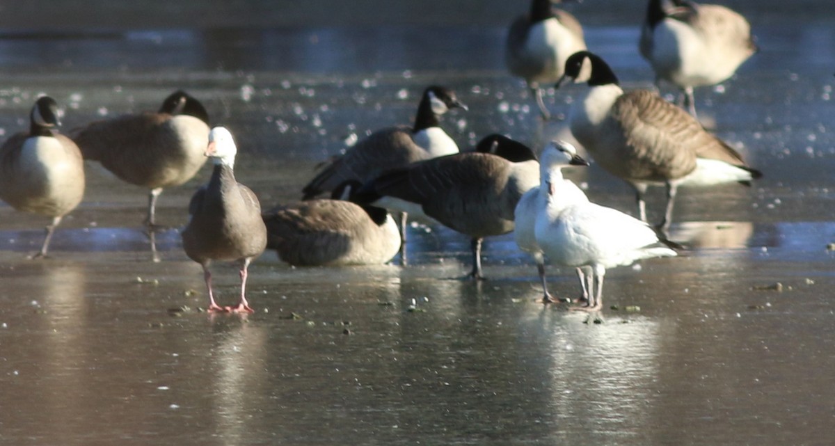 ヒメハクガン - ML646764499