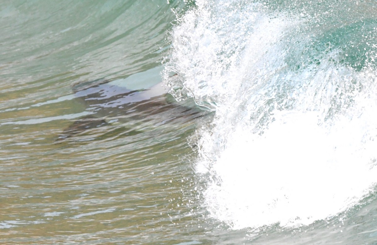 Bronze Whaler - ML646764500