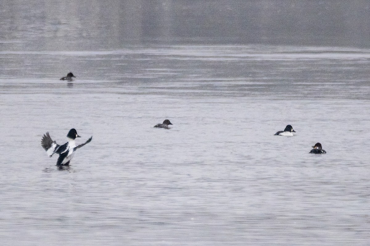 kvinand - ML646764501