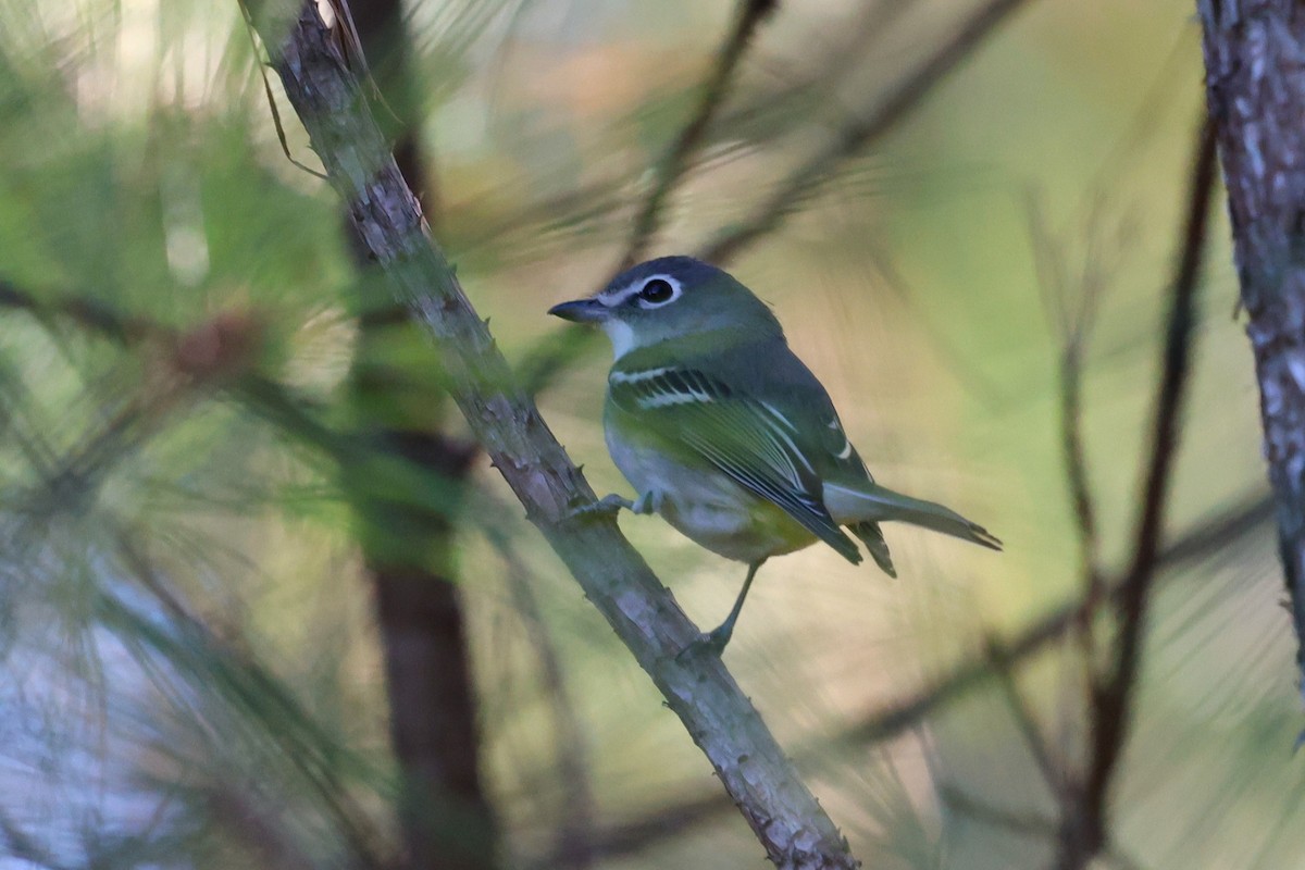 Blue-headed Vireo - ML646764502