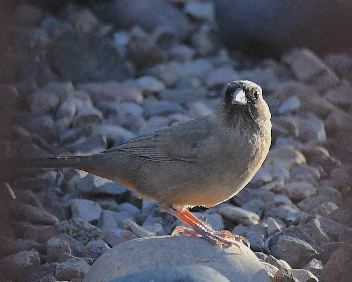 メグロトウヒチョウ - ML646764503