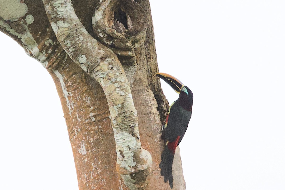 Braunohrarassari - ML646764504