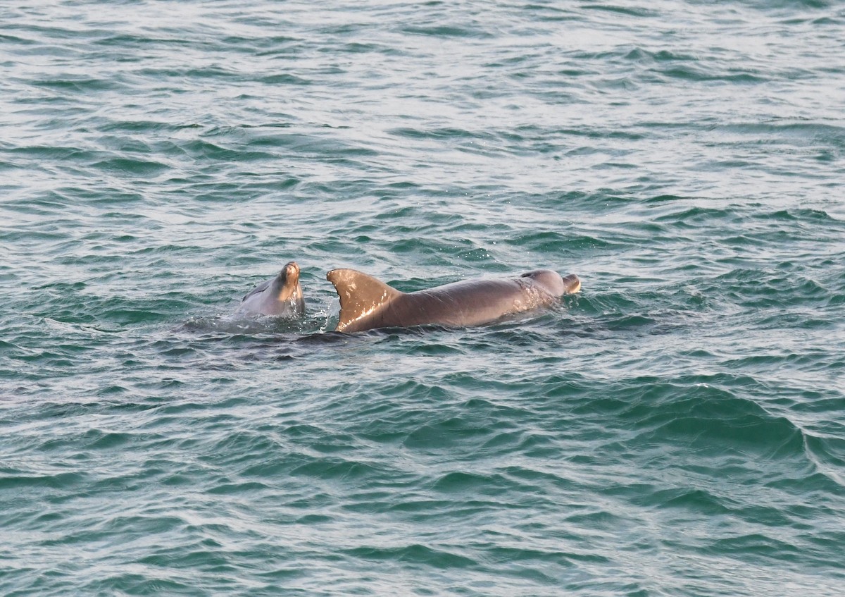 Bottlenose Dolphins - ML646764505