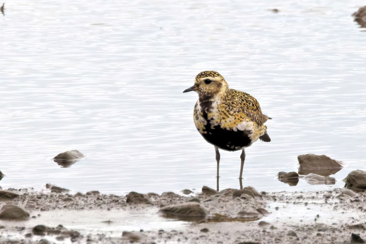 European Golden-Plover - ML646764507