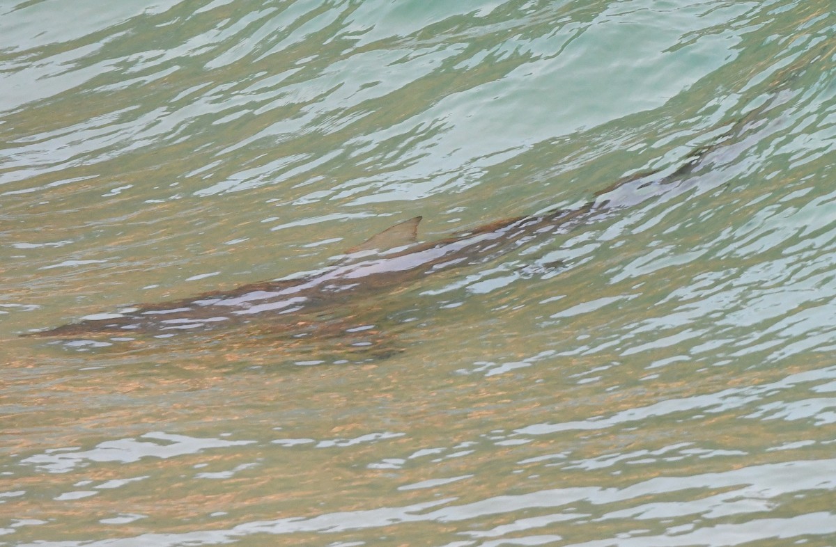 Bronze Whaler - ML646764508