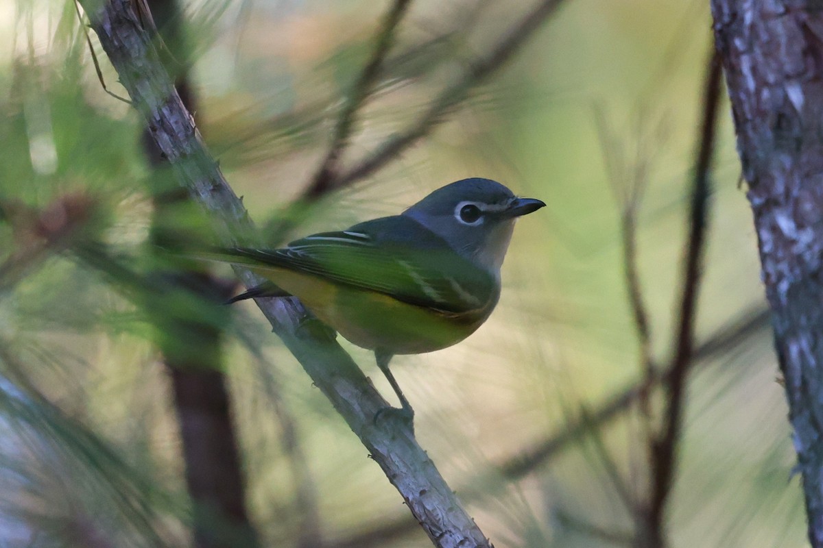 Blue-headed Vireo - ML646764511