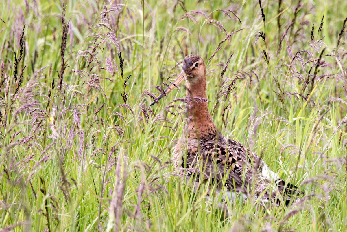 Black-tailed Godwit - ML646764514