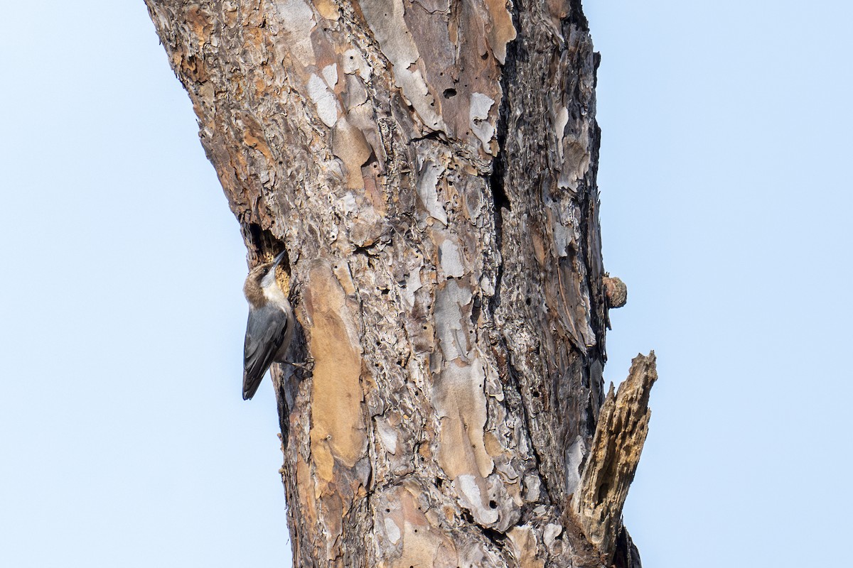 Sittelle à tête brune - ML646764515