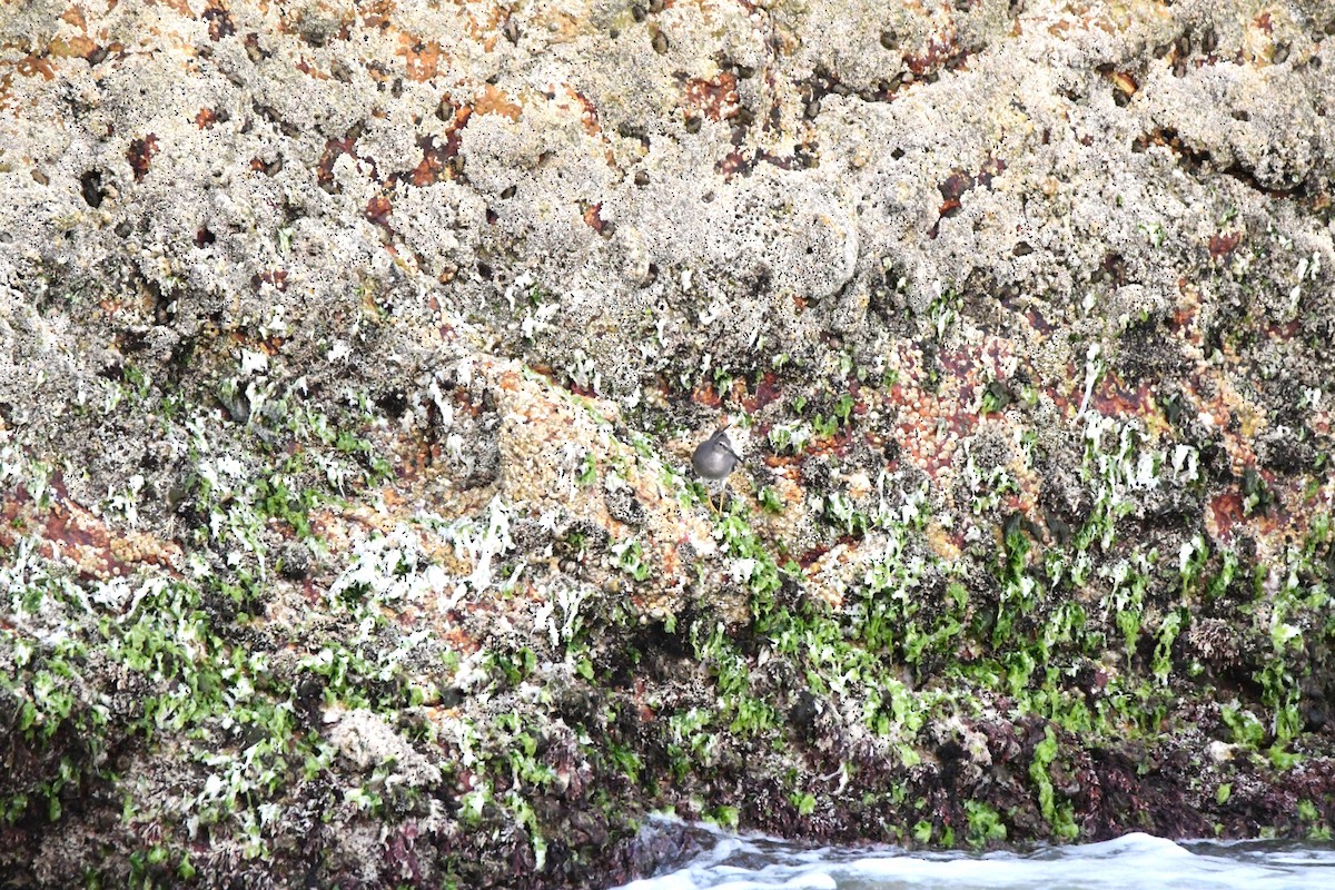 Wandering Tattler - ML646764516