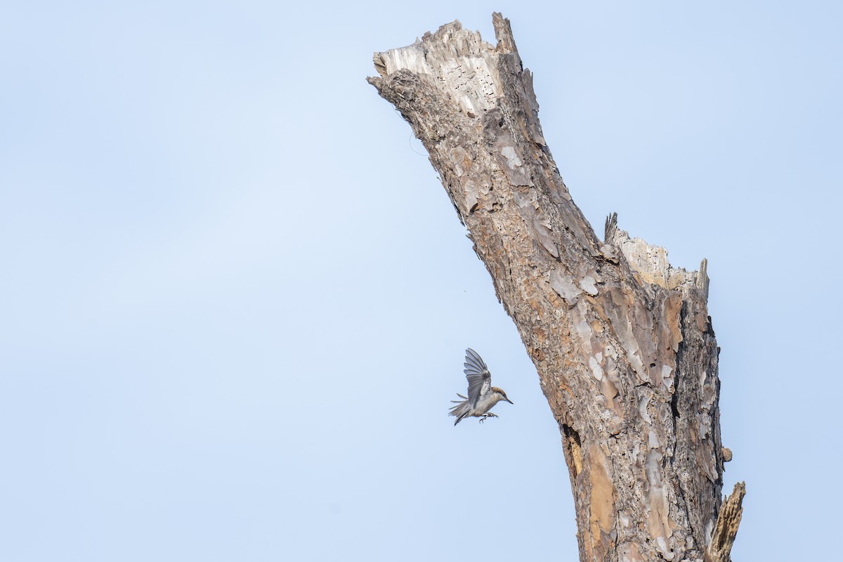 Sittelle à tête brune - ML646764517