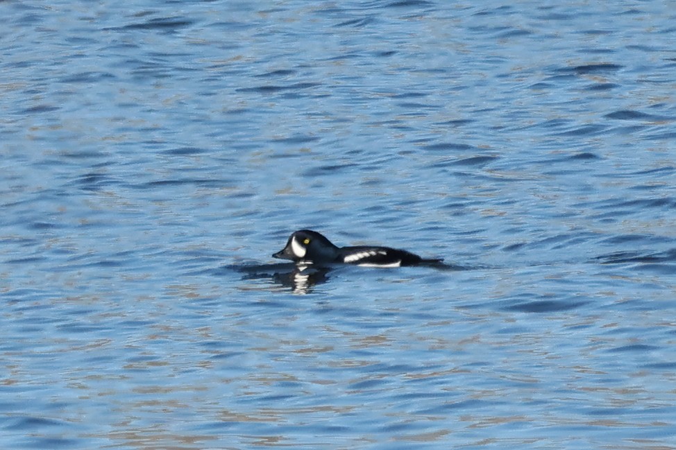 Murgilari islandiarra - ML646764519