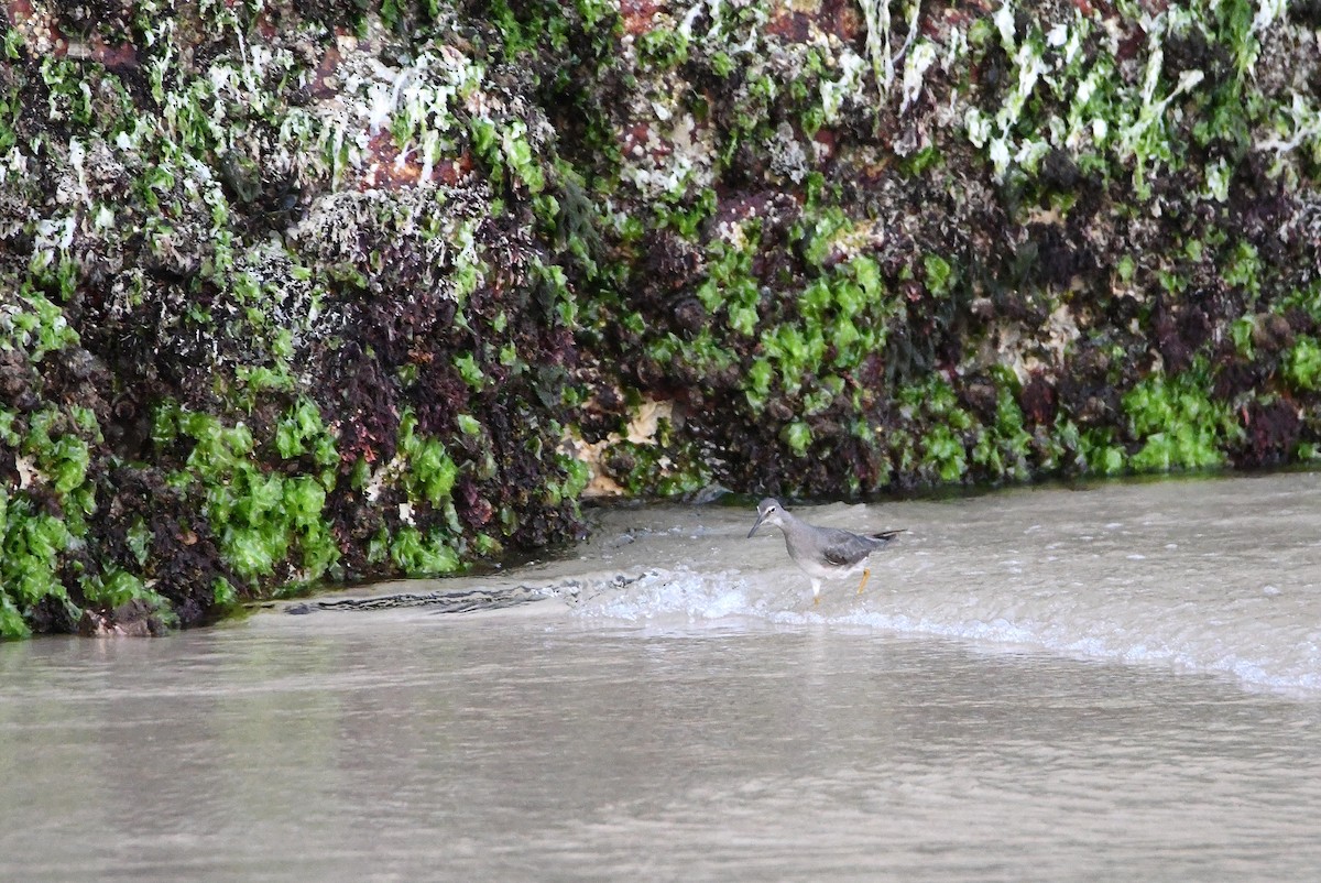 Wandering Tattler - ML646764520