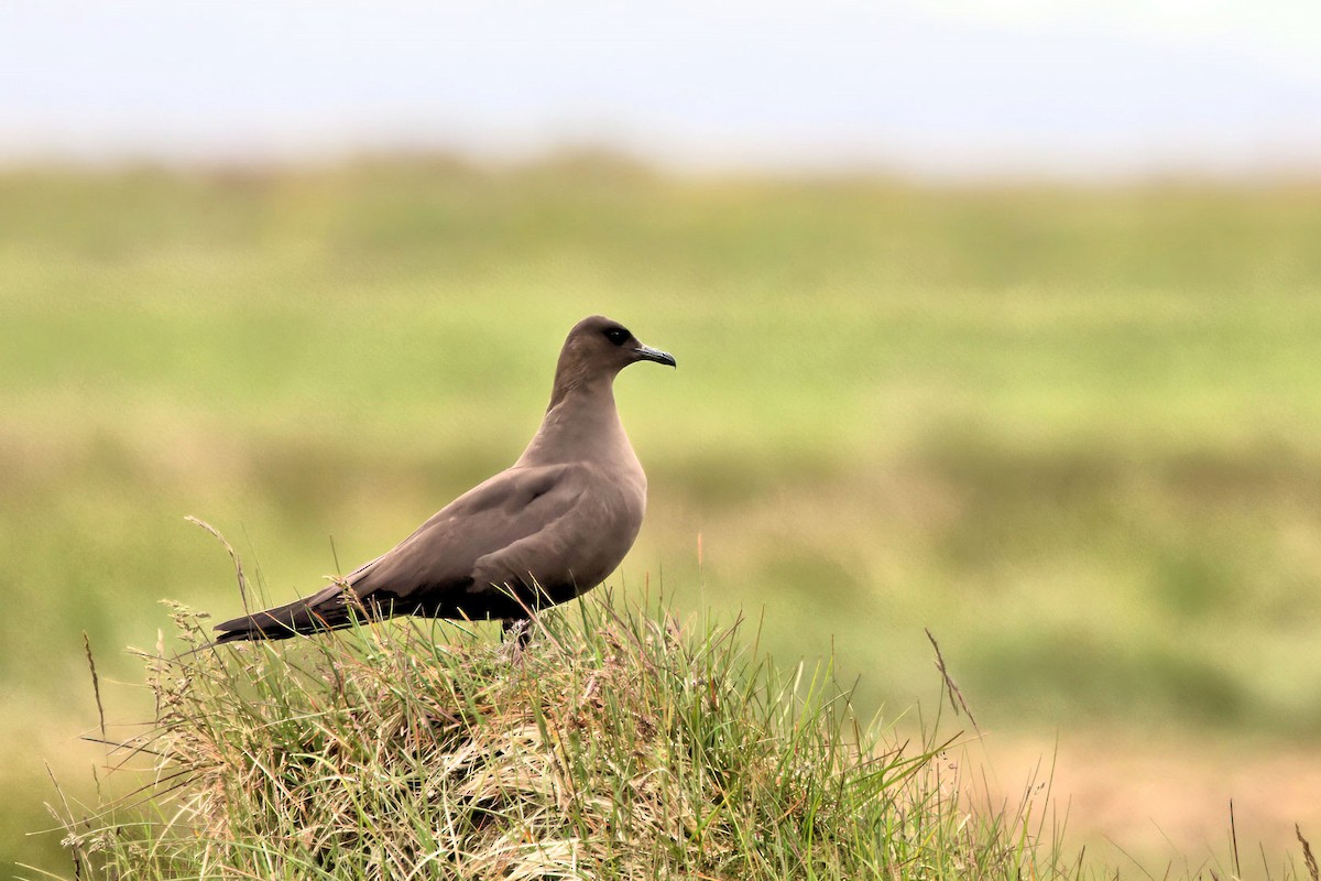 Parasitic Jaeger - ML646764522