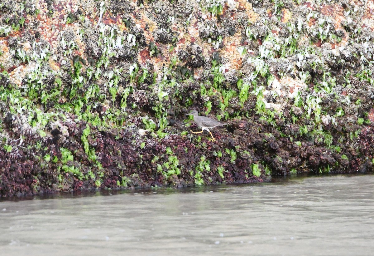 Wandering Tattler - ML646764523