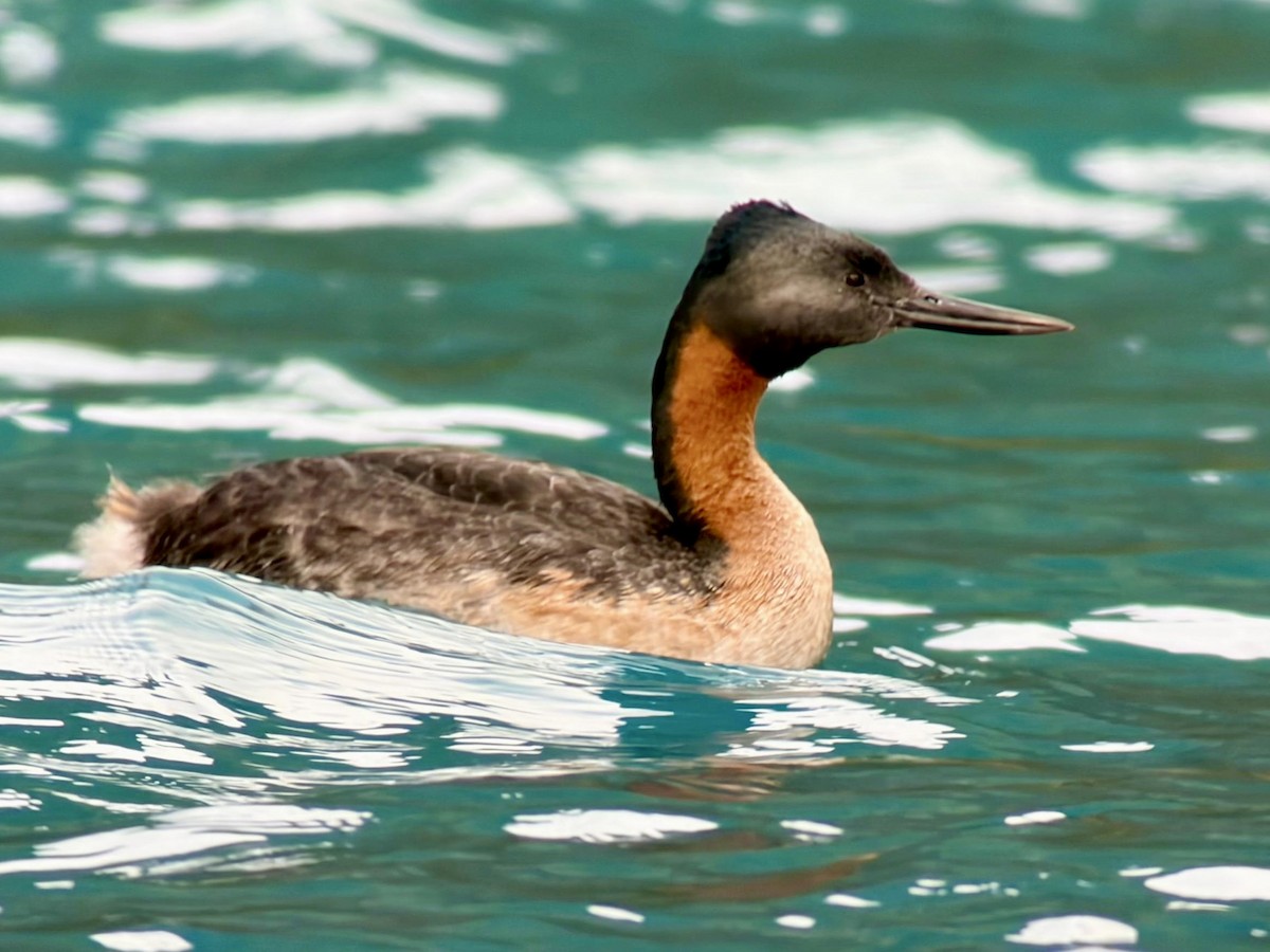 Great Grebe - ML646764524
