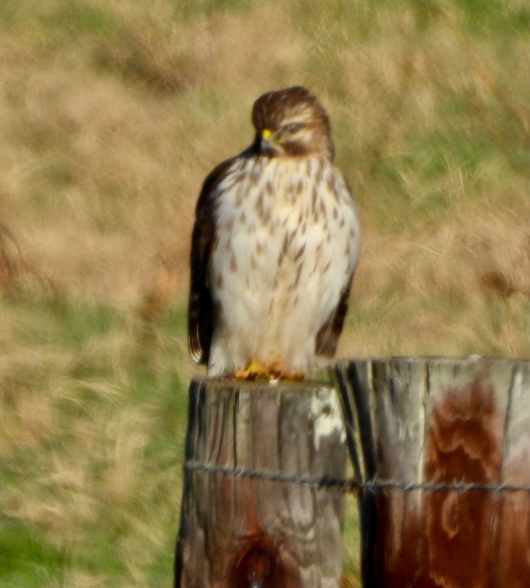 Red-shouldered Hawk - ML646764525