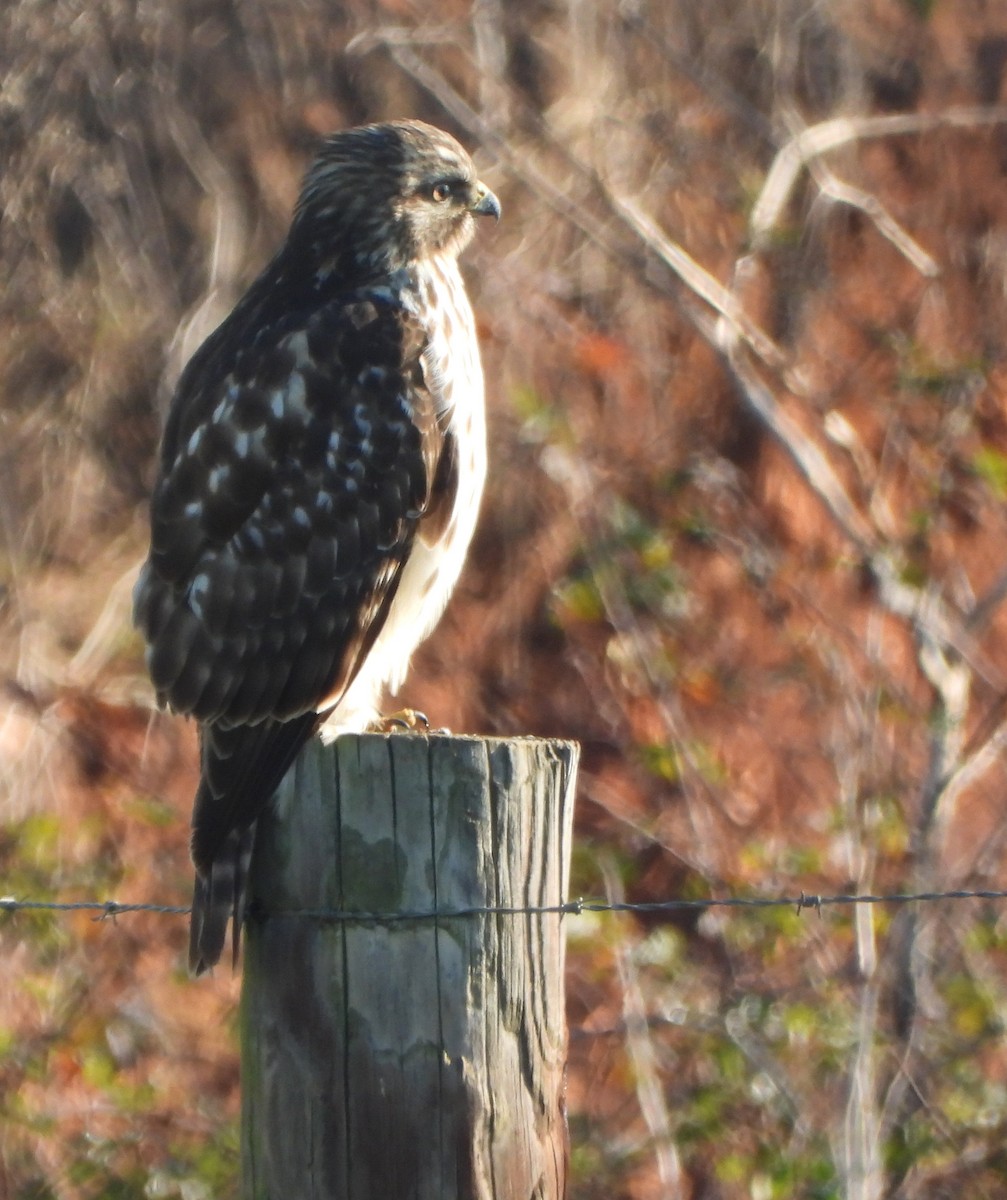 Red-shouldered Hawk - ML646764526