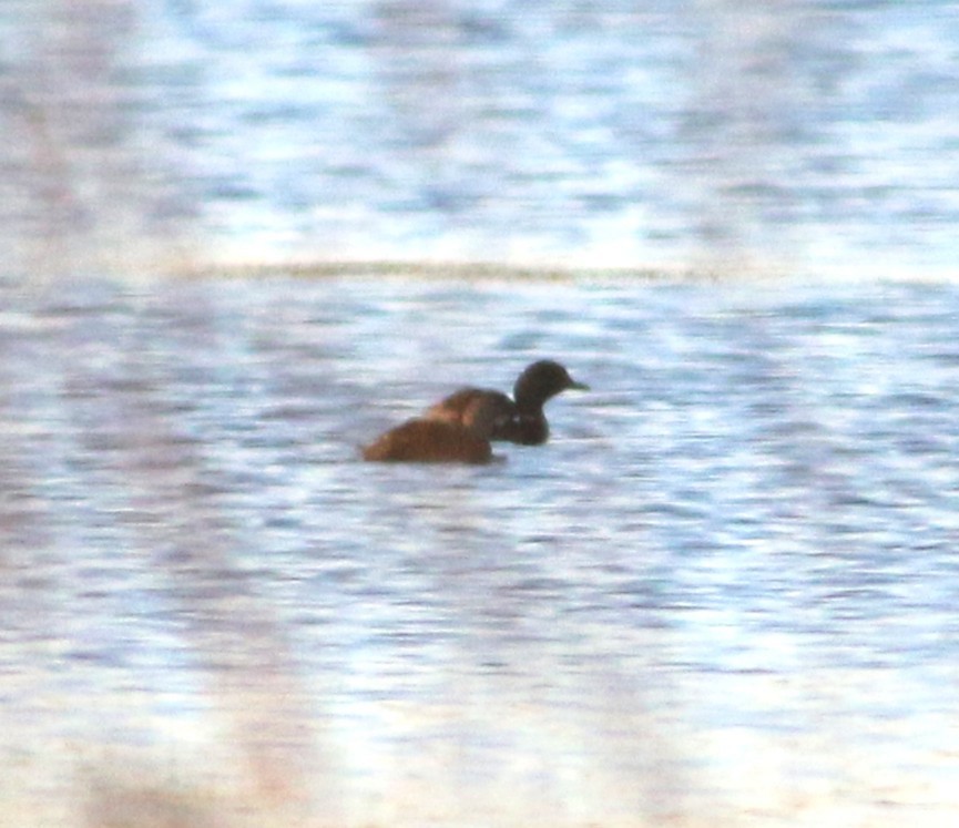 Least Grebe - ML646764527