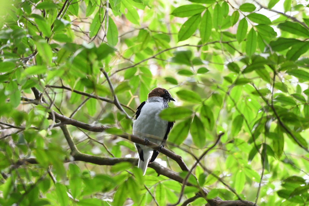 Bearded Bellbird - ML646764528