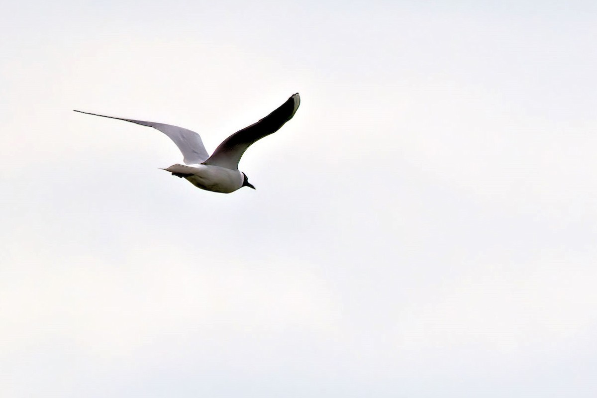 Black-headed Gull - ML646764529