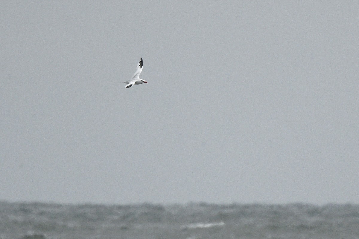 Red-billed Tropicbird - ML646764534