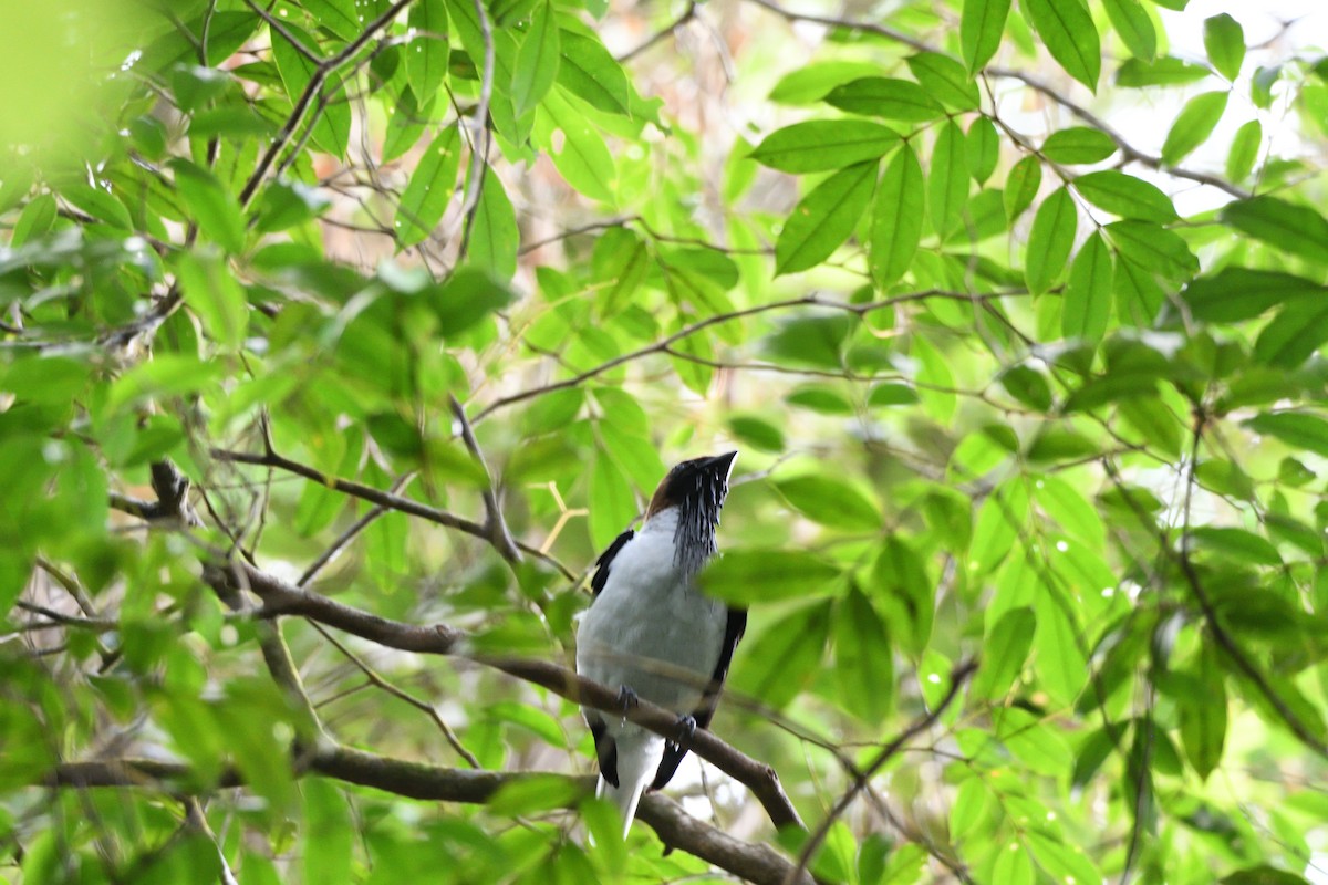Bearded Bellbird - ML646764535
