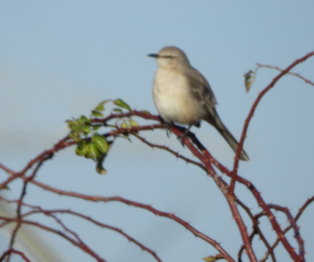 Northern Mockingbird - ML646764538