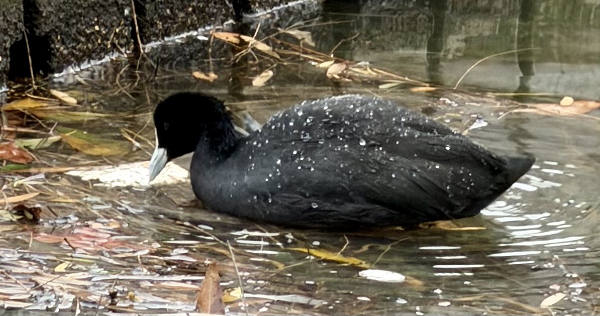 Folaga - ML646764541