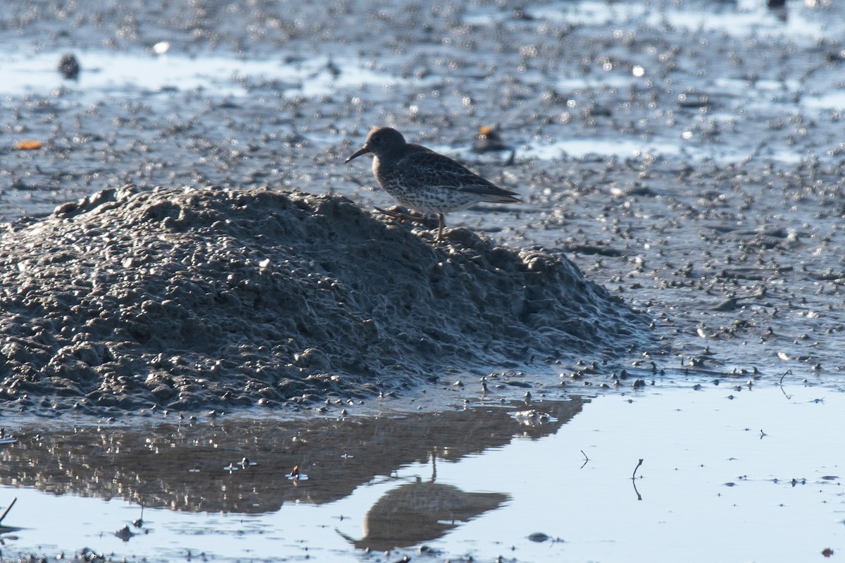 Beringstrandläufer - ML646764542